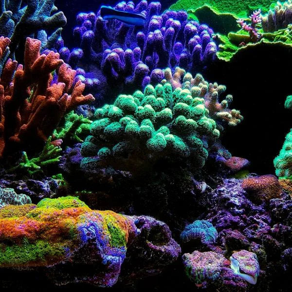 Boosting Coral Health: How to Add Ozone to Your SPS Reef Tank