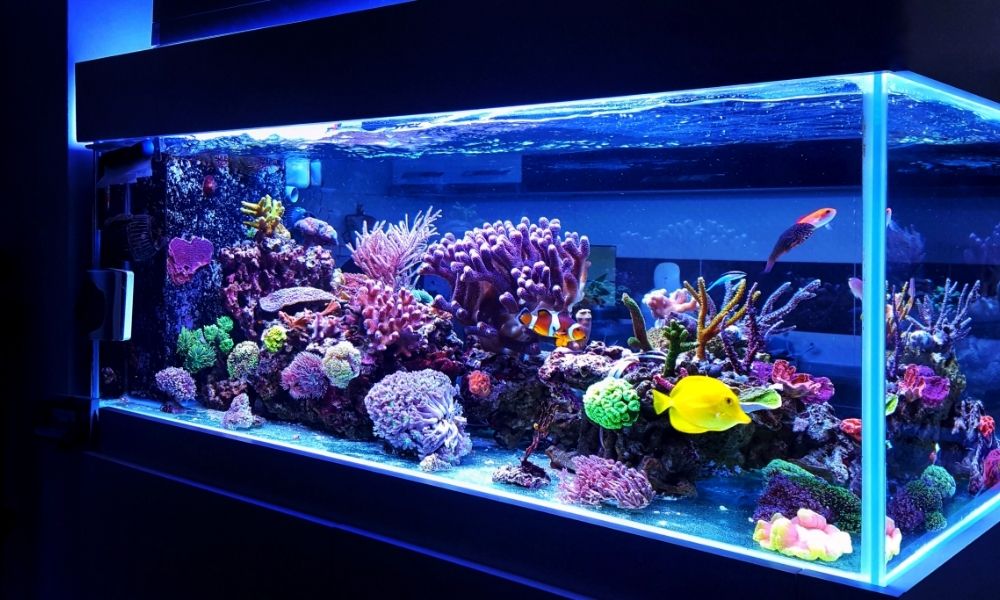 Boosting Coral Health: How to Add Ozone to Your SPS Reef Tank