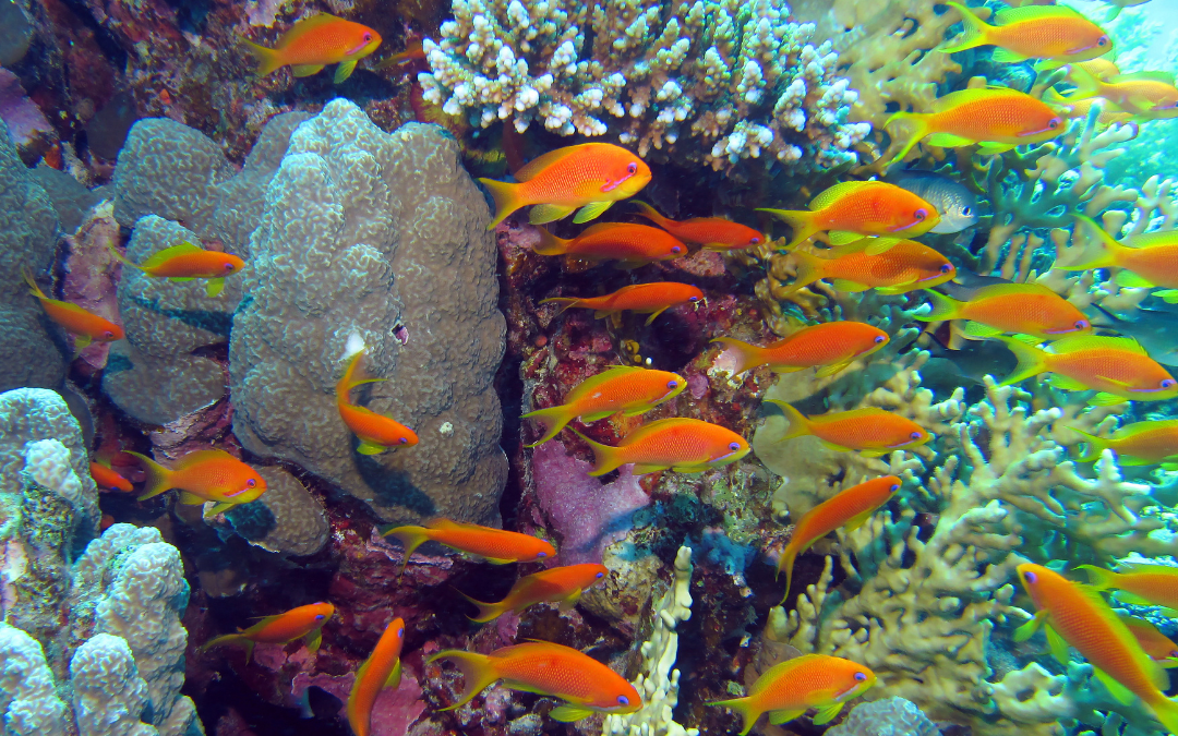 You Only Feed Your Fish Twice a Day?!  Why High Energy Fish Need to Hunt All Day and How an Automatic Feeder Can Help