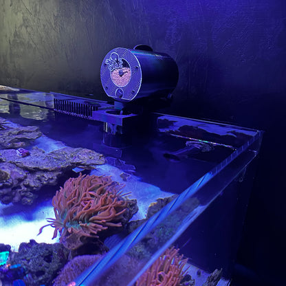 Avast Maine Plank with Reef Jerky on reef tank