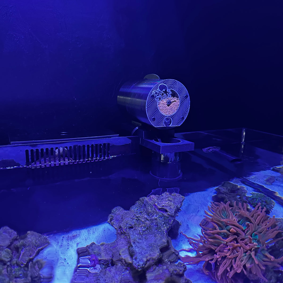 Avast Maine Plank with Reef Jerky on tank_2